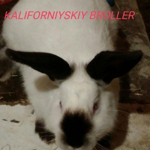 Mini Ferma ...Kaliforniyskiy broller sort dovshan 