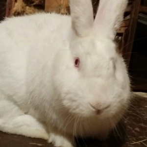 Mini ferma... Novozelanskiy ah nzb dovshan balalari satilir... Bir cut