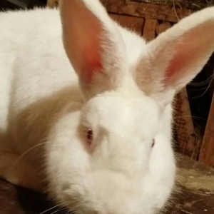 Mini ferma... Novozelanskiy ah nzb dovshan balalari satilir... Bir cut