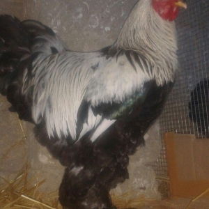 təmiz brama yumurtası satılır təzə və mayalı dəkildəki heyvanların yum