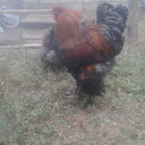 təmiz brama yumurtası satılır təzə və mayalı dəkildəki heyvanların yum