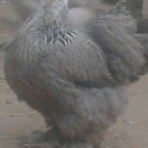 təmiz brama yumurtası satılır təzə və mayalı dəkildəki heyvanların yum