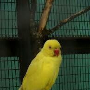 Hazir jüt ojerelovuy popugay satilir her rengde bala verir real erkeyi