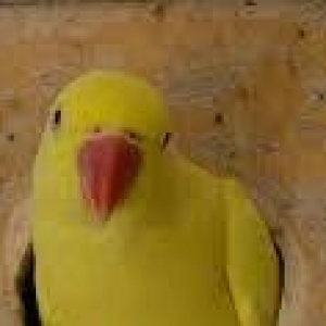 Hazir jüt ojerelovuy popugay satilir her rengde bala verir real erkeyi