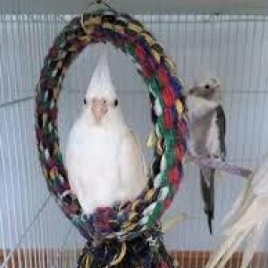 4 aylig popugay albinos korella tekdi erkeydi real alijilar zeng vursu