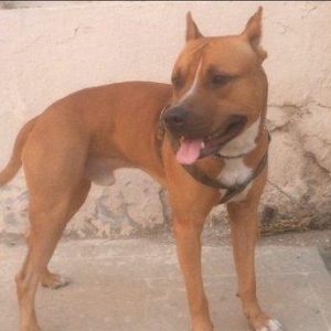 Bu gozele ozu kimi diwi pidbul axtariram cute vurmaga kimde varsa yazs