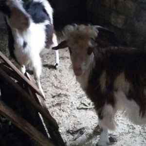 1erkek 2ksi disi anasl teze yerlidi.raslya sortudu.3cunu 300az.son qiy