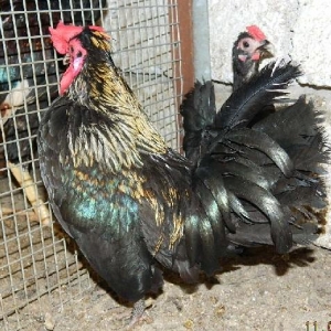 Iki  fere  1  xoruz   yaponkalar  satilir---fereler  yumurtdayir  cut