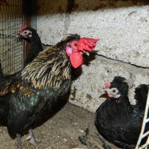 Iki  fere  1  xoruz   yaponkalar  satilir---fereler  yumurtdayir  cut