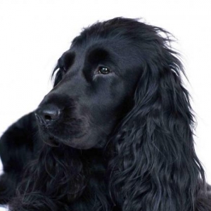 Koker Spaniel