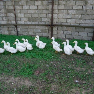 Temiz kuban sortu ordekler. 12 eded,unvan ;bine qe