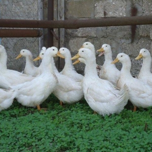 Temiz kuban sortu ordekler. 12 eded,unvan ;bine qes