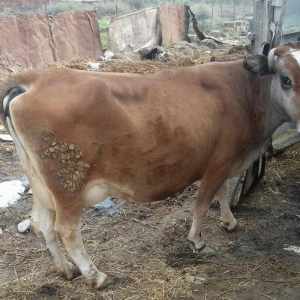 Bogazdi qapi malidi sakit heyvandi 9 litr sud verir doganda 12 litr ba