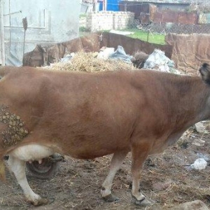 Bogazdi qapi malidi sakit heyvandi 9 litr sud verir doganda 12 litr ba