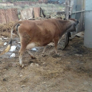 Bogazdi qapi malidi sakit heyvandi 9 litr sud verir doganda 12 litr ba