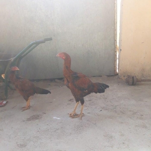 Salam heyrati colpasi satiram elaqe ucun vahatsapda yaz wekilleri atim