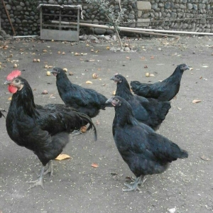 Australorp yumurtalari