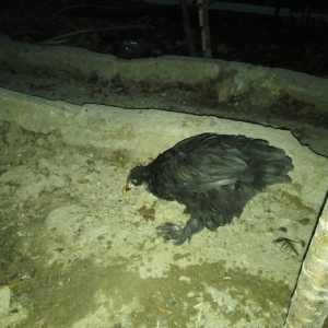 Heyrati 40 azn saglam brama temiz qan saglam 15 az