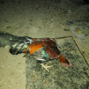 Heyrati 40 azn saglam brama temiz qan saglam 15 azn ucuz satiram