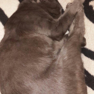 Korat cinsi ,şotland pisiyide deyilir 11 ayliq er