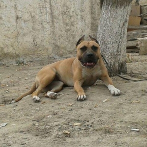 Pitbullar satilir ve ya barter.Temi paroda pitbullarin Drak ve Ce****an