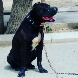 Pitbullar satilir ve ya barter.Temi paroda pitbullarin Drak ve Ce****an