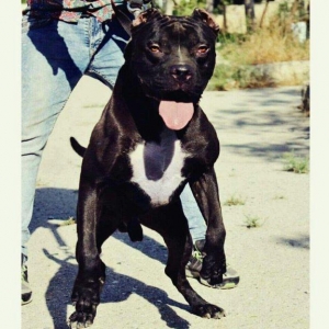 Pitbullar satilir ve ya barter.Temi paroda pitbullarin Drak ve Ce****an