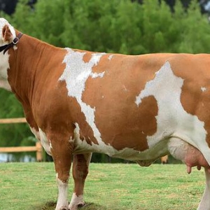 Alıram Sagmal İnək Simmental Cinsinin növunu və başqalarını