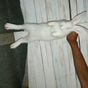 Velikan  balaları  satılır. 5  ədəddir hamsı