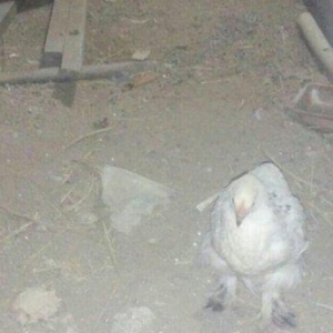 Brama  layt  satılır. 2  ədəd dişi fərə , qiyməti - 40 man.