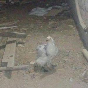 Brama  layt  satılır. 2  ədəd dişi fərə , qiyməti - 40 man.