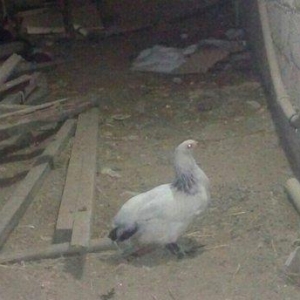 Brama  layt  satılır. 2  ədəd dişi fərə , qiyməti - 40 man.