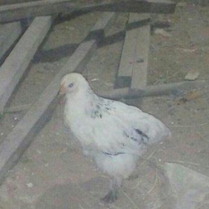 Brama  layt  satılır. 2  ədəd dişi fərə , qiyməti - 40 man.