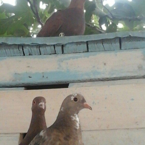 Əsil meydan itidir alabay Kankal qarşığıdır heç bir boğuşdaməğlub olma