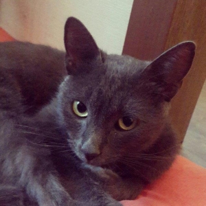 Korat cinsi ,şotland pisiyide deyilir 11 ayliq er