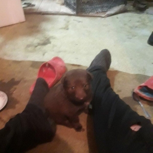 xaski Temiz  Qehveyi reng taniyan bilir barterde olnur iphone5s ile