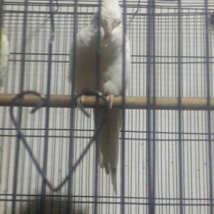 Korella papuqay tam hazir maya 1il qara gozlu erke