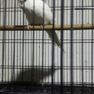 Korella papuqay tam hazir maya 1il qara gozlu erkeyi ucub deye satiram