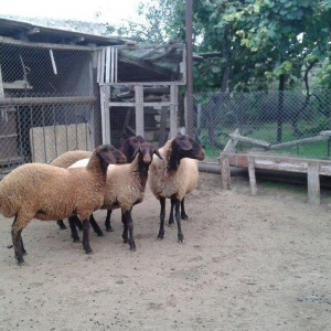 mastagada qala vinsli qoyun satilir 1 anadi 2 ekiz sisek disi balasi a