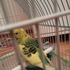 Salam il yarimliq hazir mayadi 1 defe cutde olub e