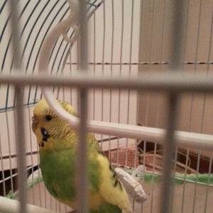 Salam il yarimliq hazir mayadi 1 defe cutde olub erkeyi ucub gedib dey