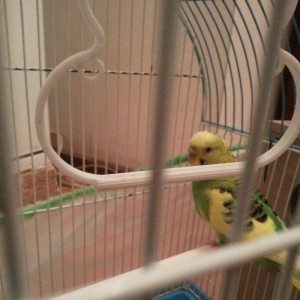 Salam il yarimliq hazir mayadi 1 defe cutde olub erkeyi ucub gedib dey