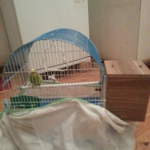 Salam il yarimliq hazir mayadi 1 defe cutde olub erkeyi ucub gedib dey