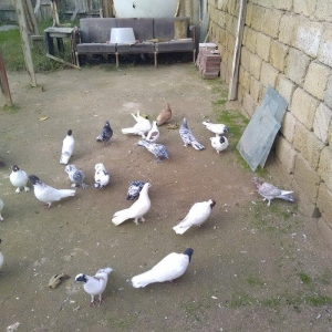 Saridan baska 23 dene qusdu qara bas qirmizi bas e