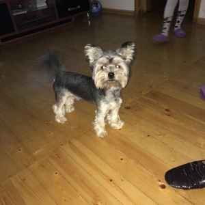 Yorkshire terrier cox tecili satilir barterde mumkundur erkekdi temiz