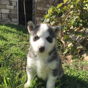 Temiz xaskidi iki disidi bir ay alti gunlukdu gorduyunuz xaskilerin ba