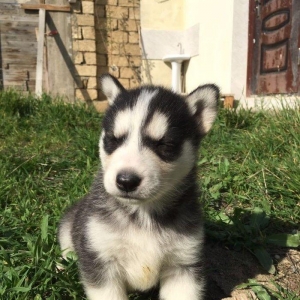 Temiz xaskidi iki disidi bir ay alti gunlukdu gorduyunuz xaskilerin ba
