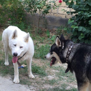 Temiz xaskidi iki disidi bir ay alti gunlukdu gorduyunuz xaskilerin ba