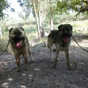 Coban itleridi isteyen olsa elaqe saxlayar canavari tek oldurur biri 8