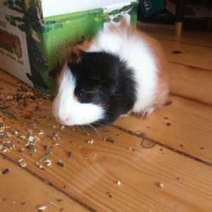 Deniz donuzu satilir. Tam saglam ve temizdir, ele 